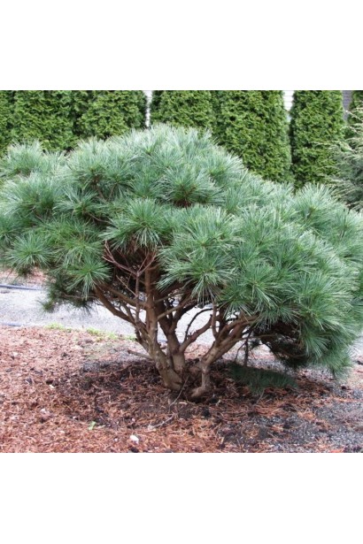  Сосна Веймутова Бергманс Міні